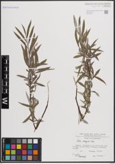 Foto von Salix eleagnos Scop.